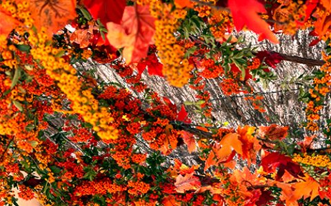 Décoration d'automne sous une pergola